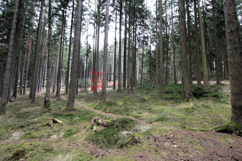 Pronájem zděné chaty se zahradou v osadě Lojzovy Paseky u Vodní nádrže Lipno.
